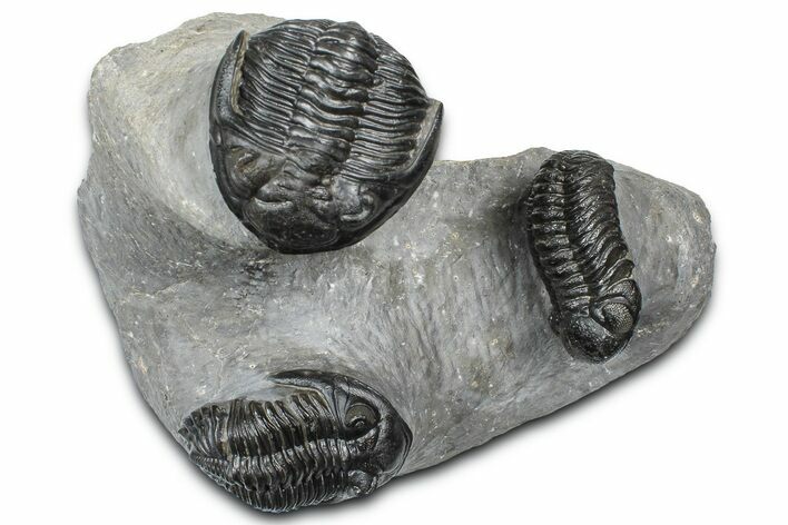 Cluster Of Three Trilobites (Hollardops & Austerops) - Ofaten, Morocco #365714